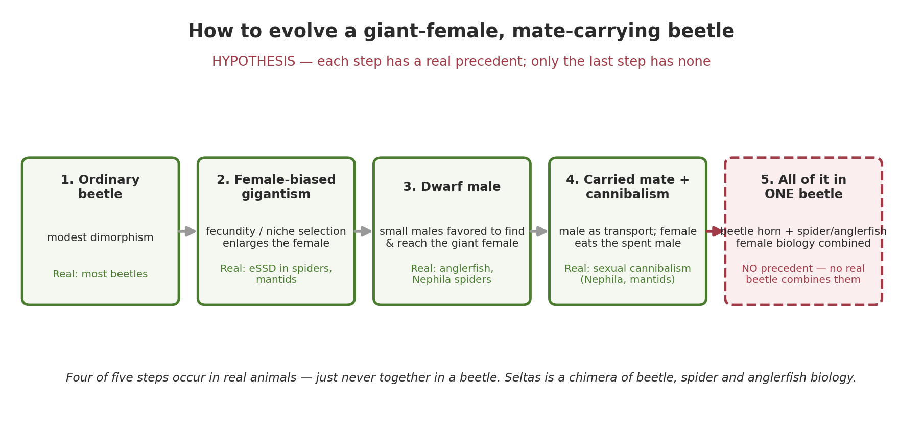 The five-step evolutionary scenario from an ordinary beetle to Seltas Queen, with the final all-in-one-beetle step flagged as the break from biology.