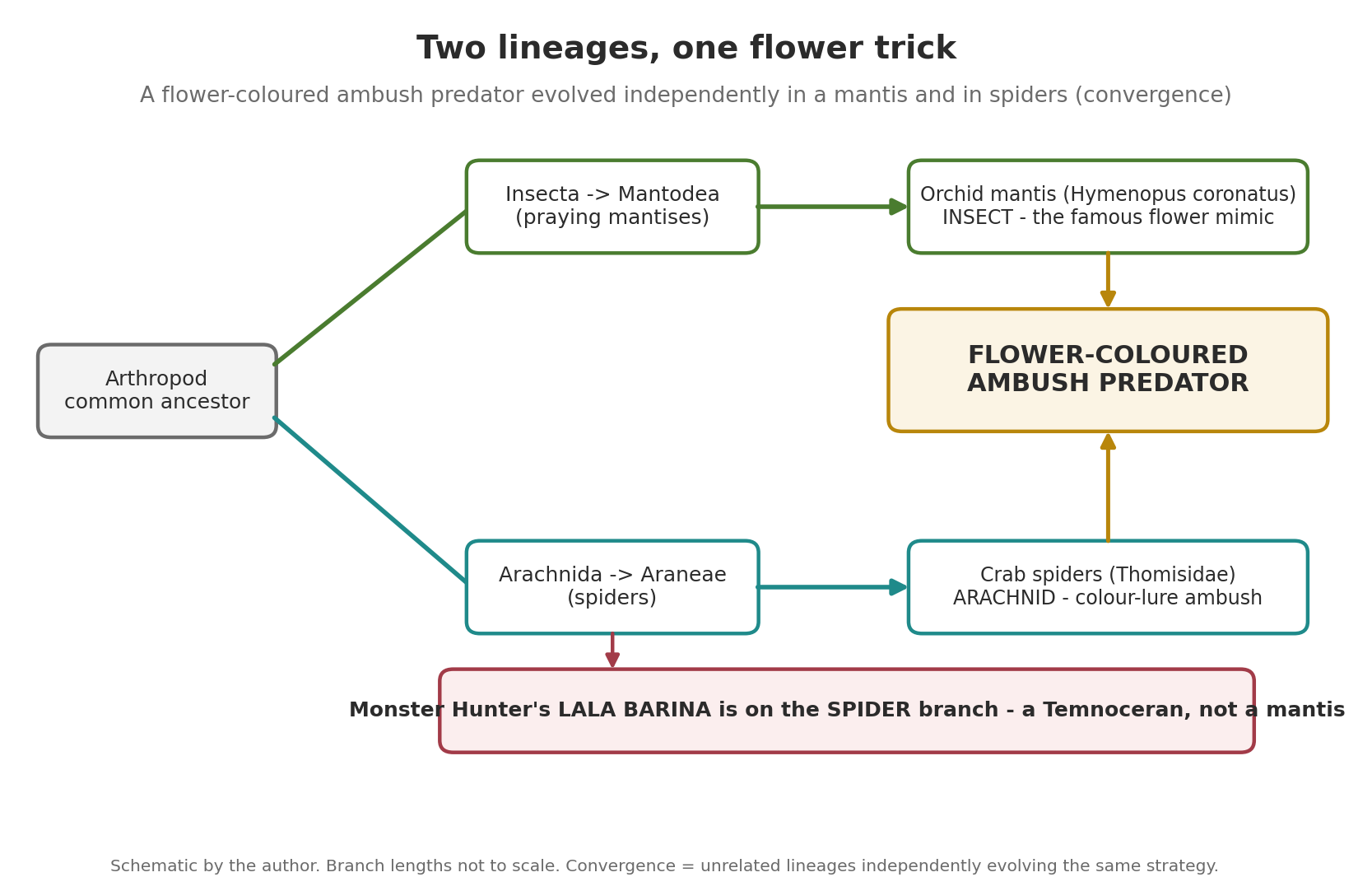 Convergence diagram: the arthropod common ancestor splits into the insect branch (Mantodea, ending in the orchid mantis) and the arachnid branch (Araneae, ending in crab spiders), and both arrive independently at a flower-coloured ambush predator. Lala Barina is marked on the spider branch.