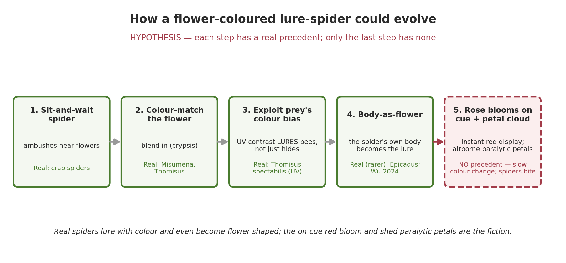 Five-step evolutionary scenario from a sit-and-wait crab spider to a flower-coloured lure-spider, the final on-cue-bloom and petal-cloud step flagged as the break from biology.
