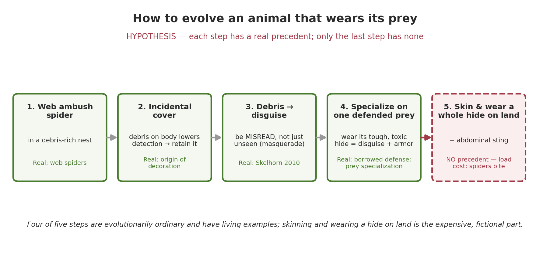 Five-step evolutionary scenario from a web-building ambush spider to an animal that skins and wears its prey, the final skinning-and-sting step flagged as the break from biology.