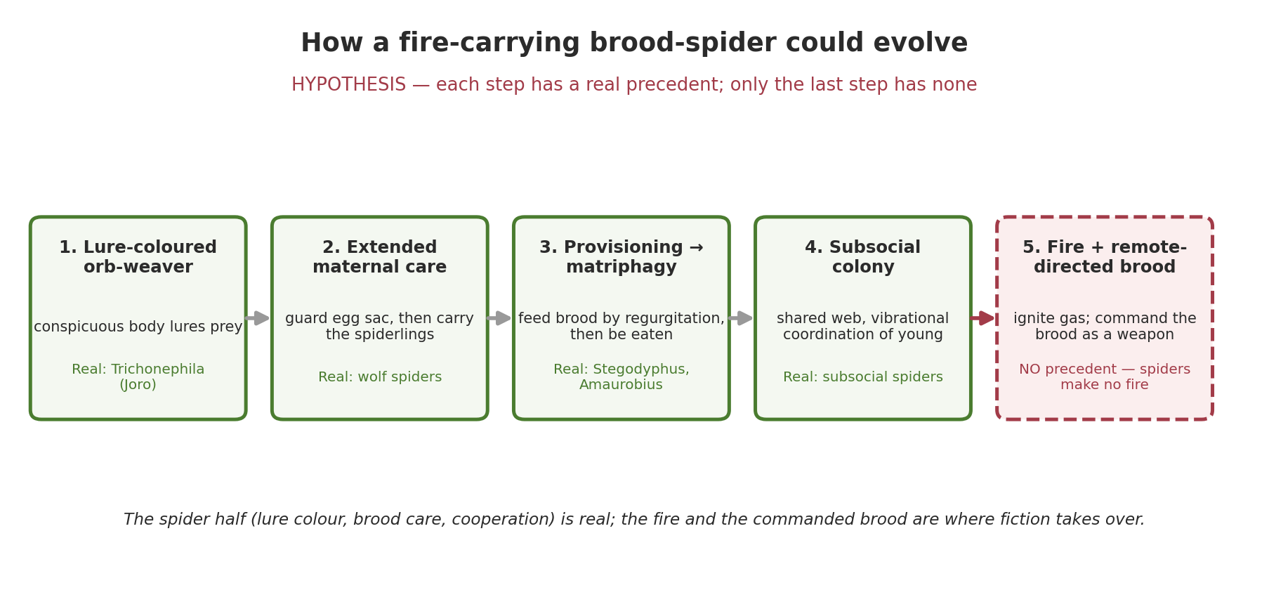 Five-step evolutionary scenario from a lure-colored orb-weaver to a fire-carrying brood-spider, with the final fire-and-command step flagged as the break from biology.