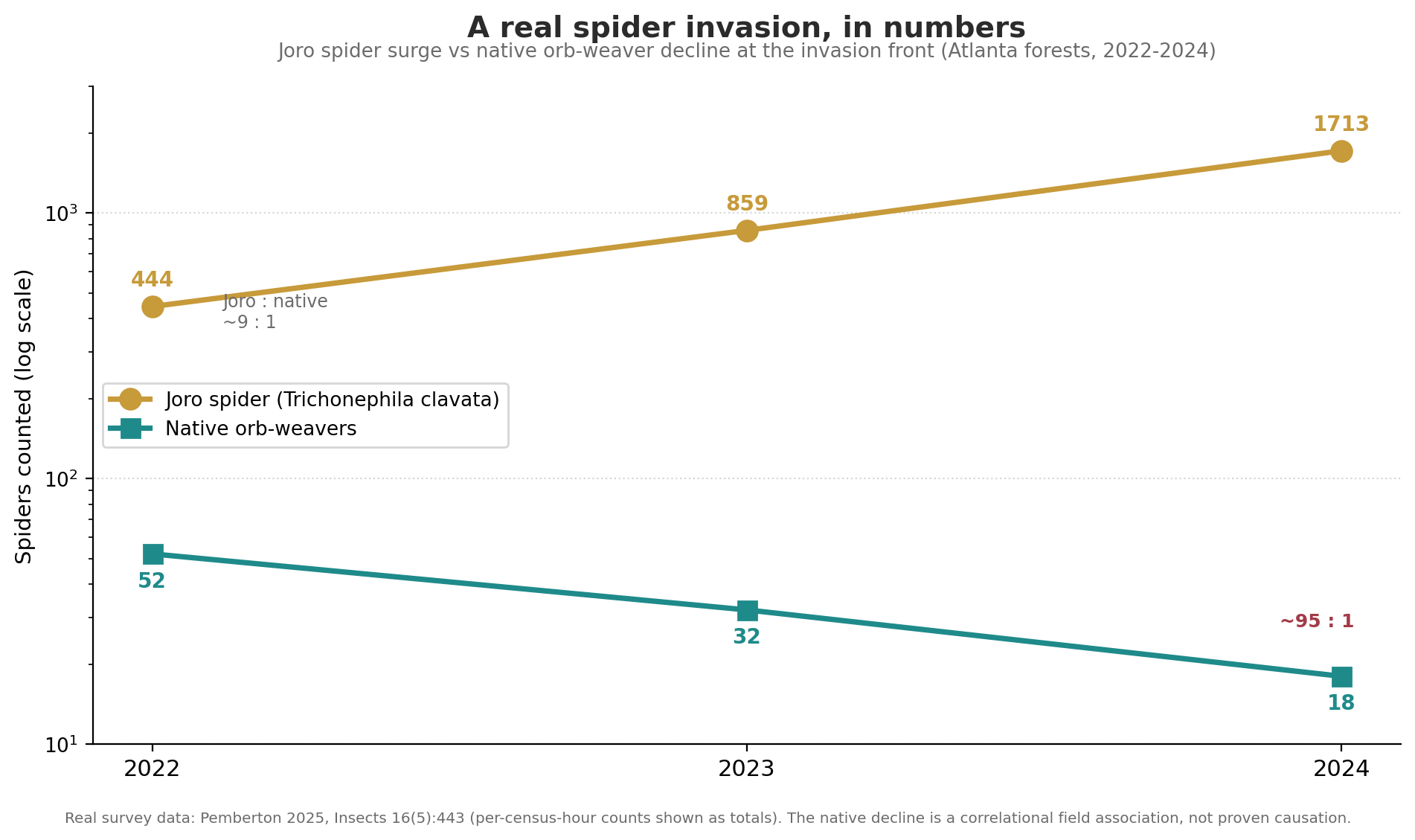 A real spider invasion in numbers: Joro spider counts rising 444, 859, 1,713 against native orb-weaver counts falling 52, 32, 18 across 2022 to 2024 in Atlanta forests.