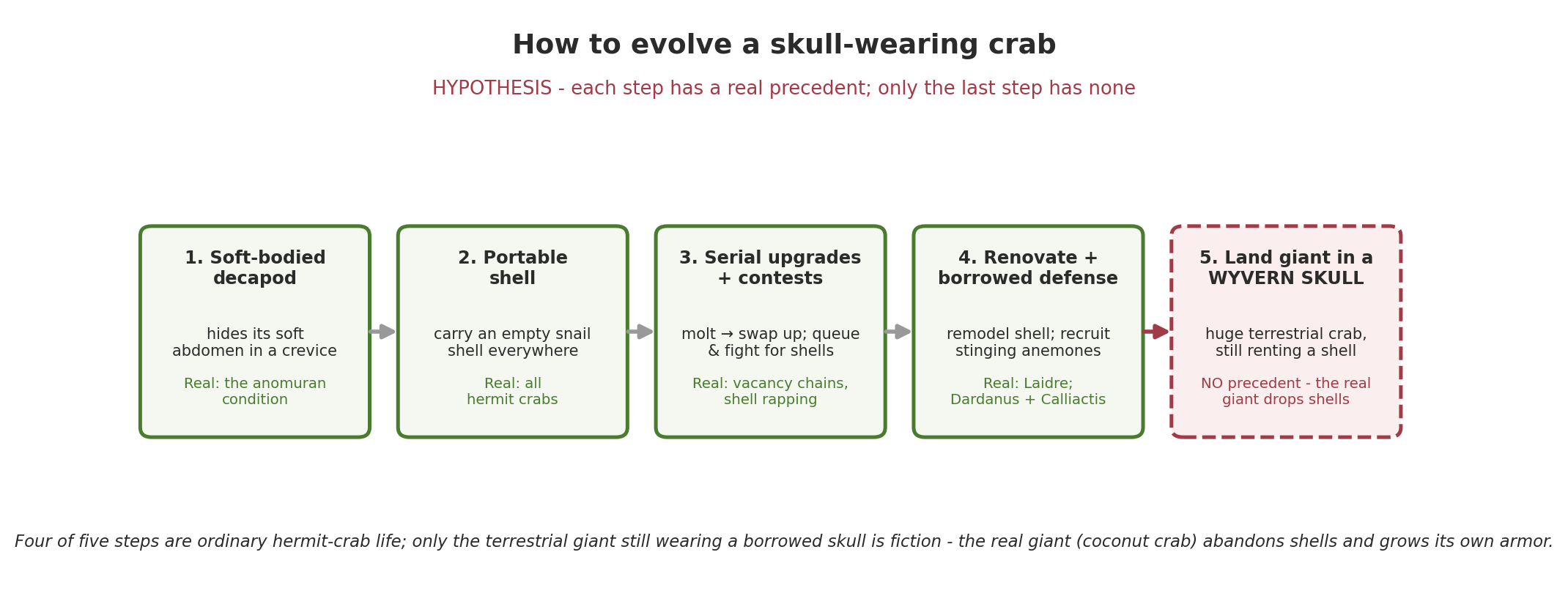 Five-step evolutionary scenario from a soft-bodied decapod to a skull-wearing giant, the final step flagged as the break from biology.