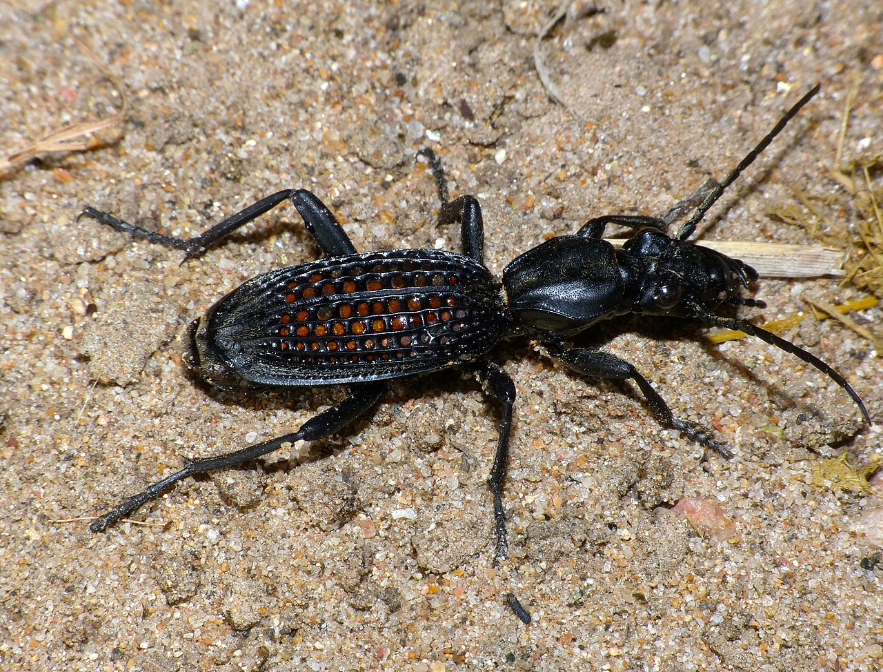 A flightless nocturnal ground beetle (Adephaga), a Japanese ground beetle.