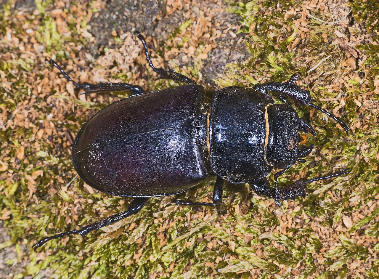 A stag beetle with enlarged jaw-like mandibles (Lucanus / Dorcus).