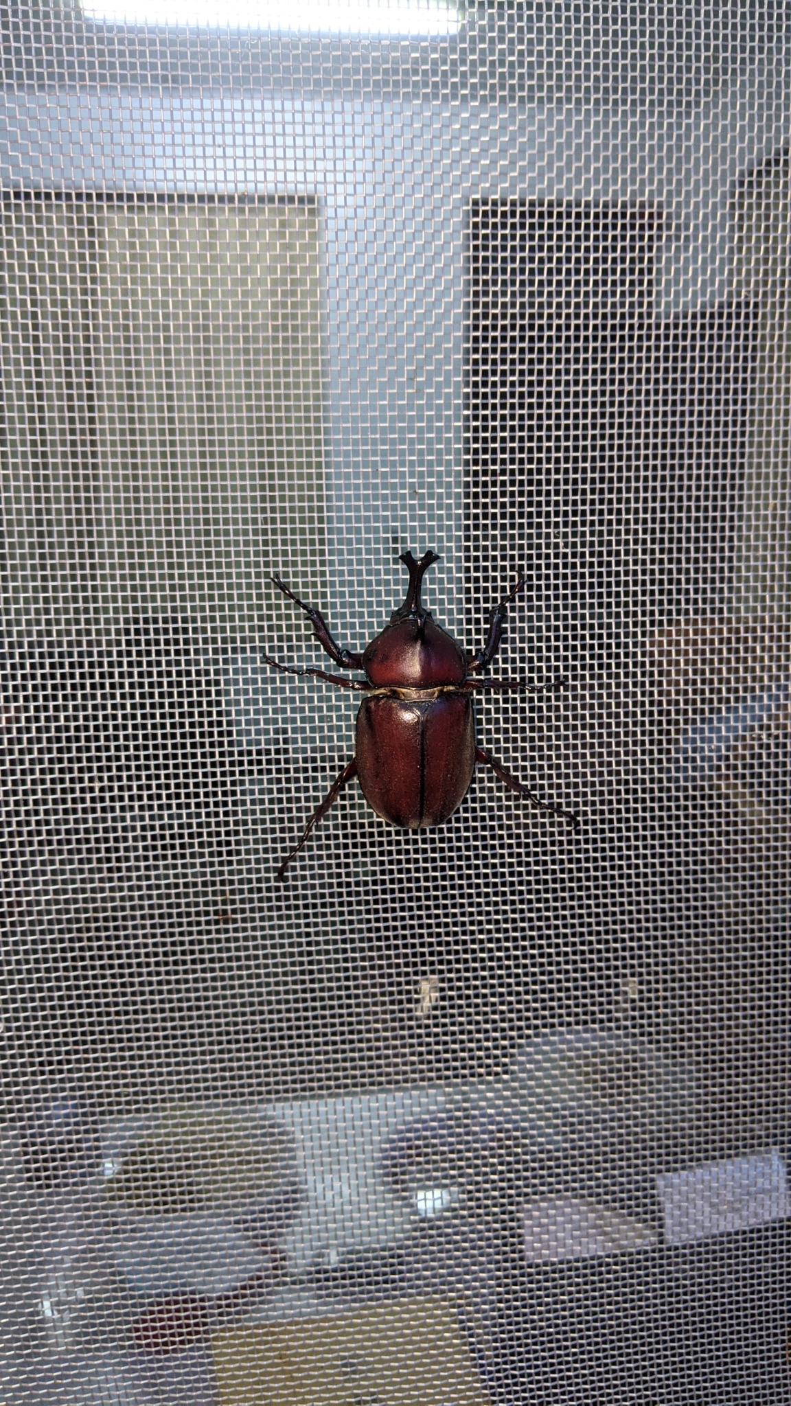 A male Japanese rhinoceros beetle showing its large forked horn (Trypoxylus dichotomus, = Allomyrina dichotoma).