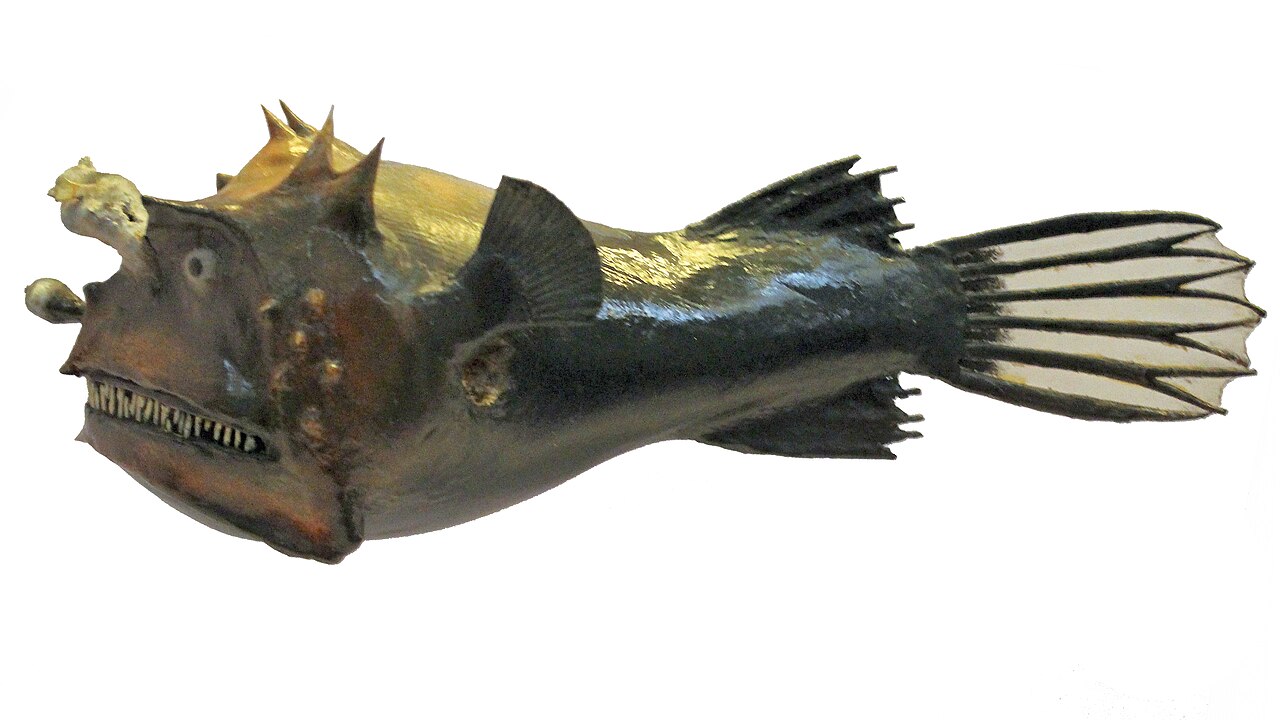 A deep-sea anglerfish with a tiny male fused to the giant female (Ceratiidae / Photocorynus).