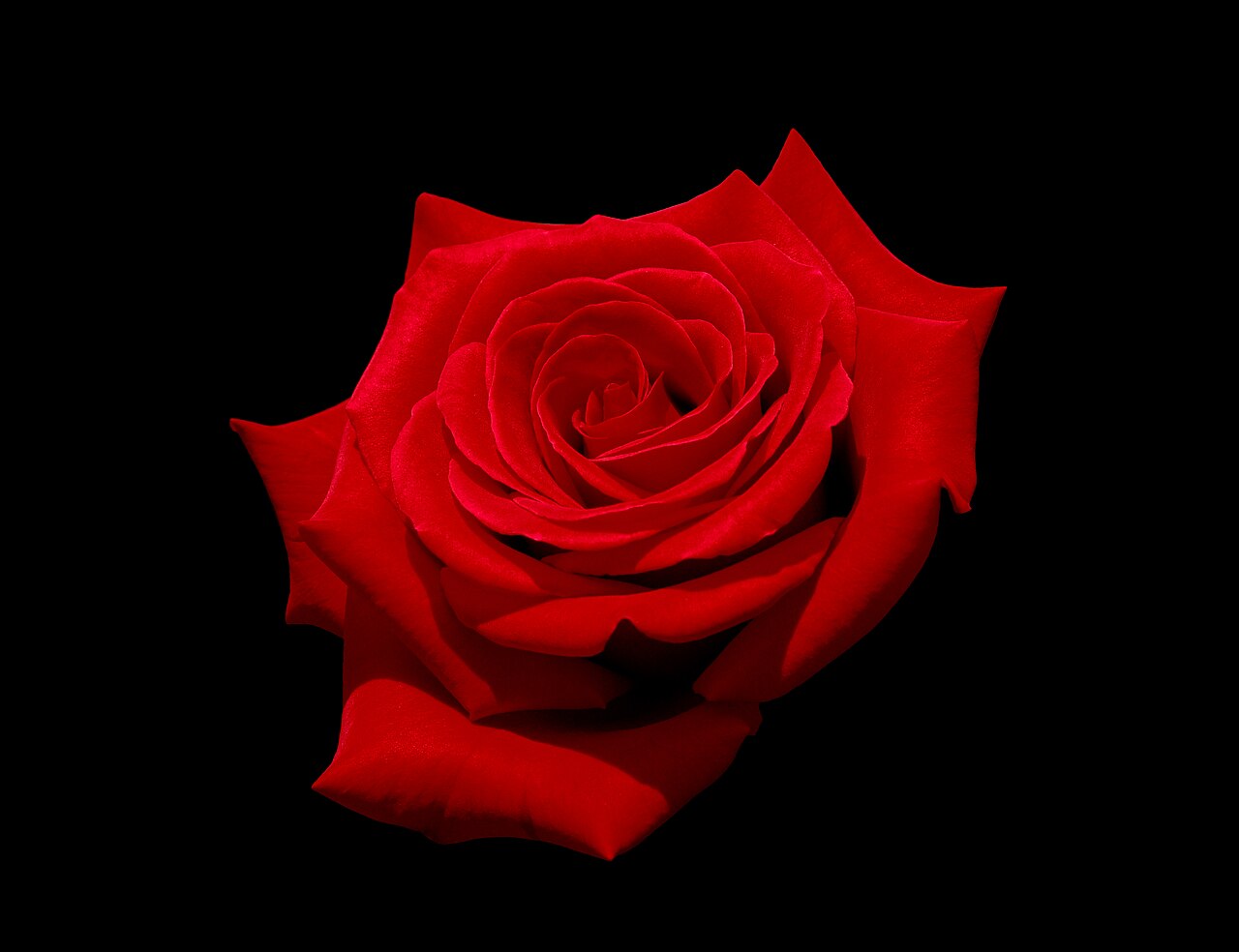 A red rose, the motif behind the monster's abdomen (Rosa).