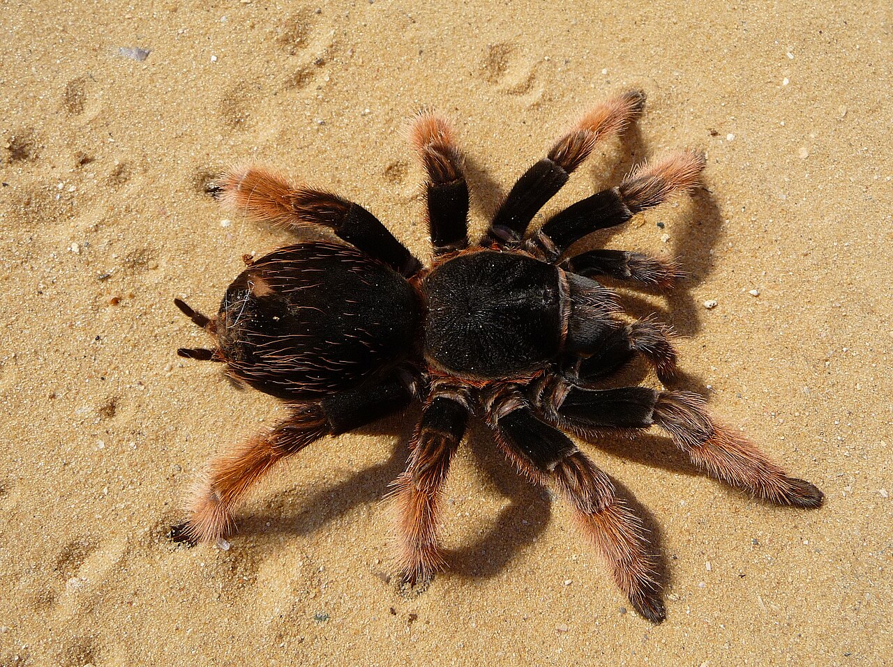 Close-up of a tarantula abdomen showing barbed urticating hairs (Theraphosidae, e.g. Brachypelma).