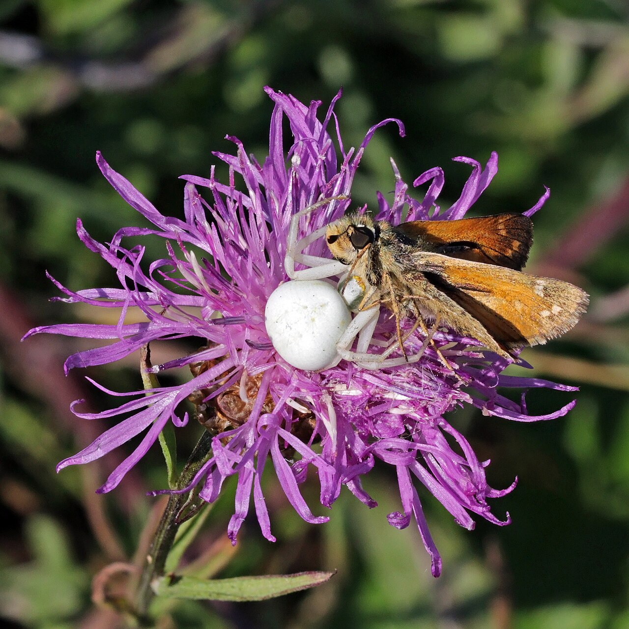 A crab spider that slowly shifts white to yellow to match its flower (Misumena vatia).