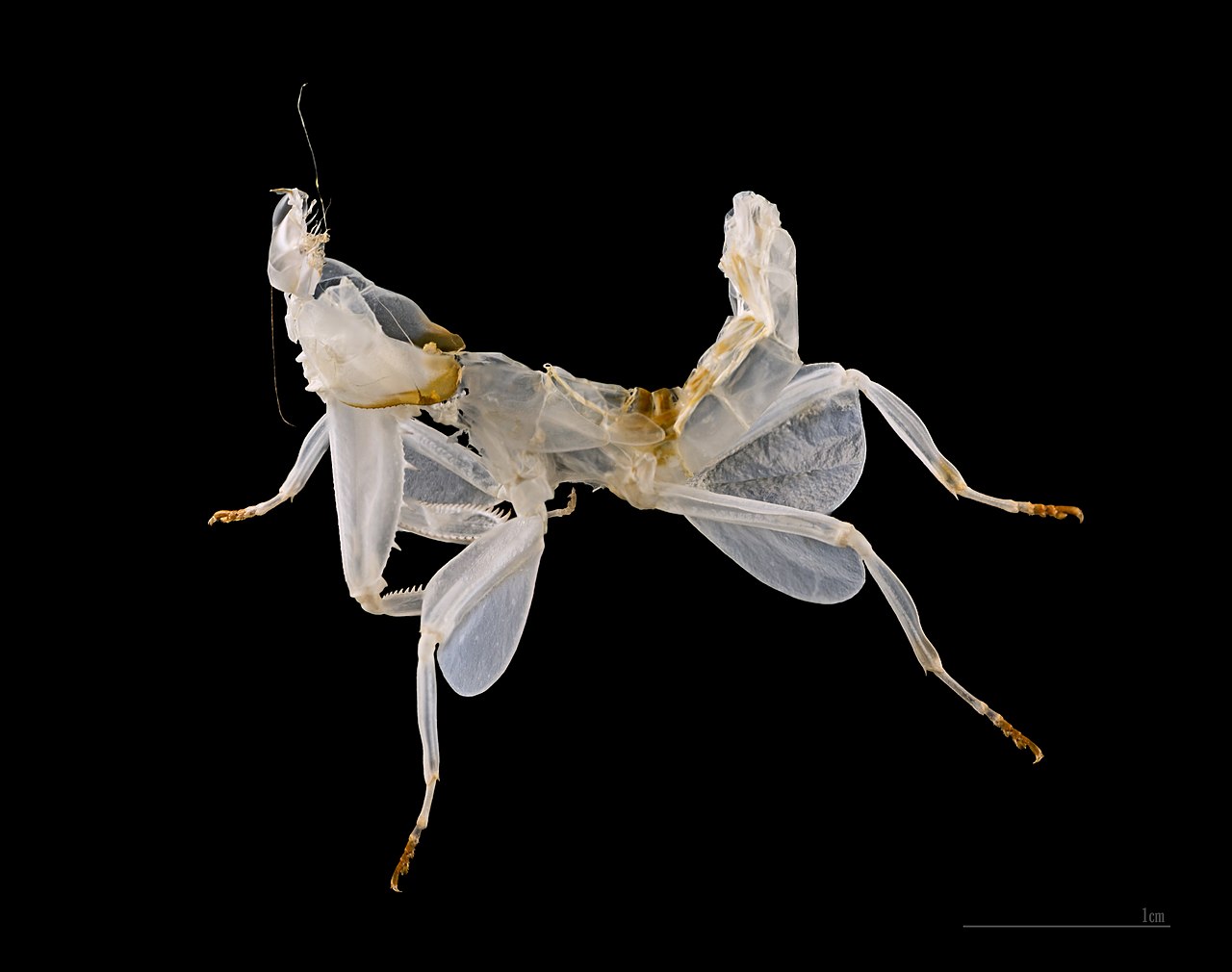 An orchid mantis (Hymenopus coronatus) with petal-like legs — the opposite, luring strategy.