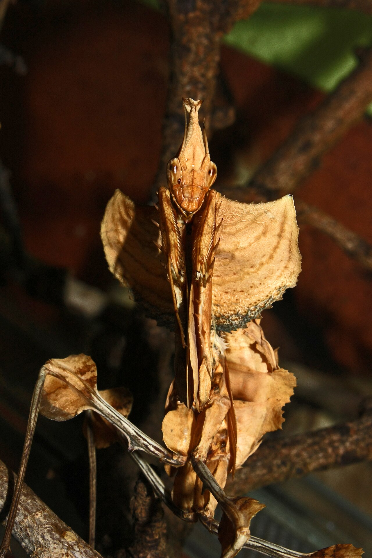 A devil's flower mantis (Idolomantis diabolica) rearing in its red/white/blue deimatic display.