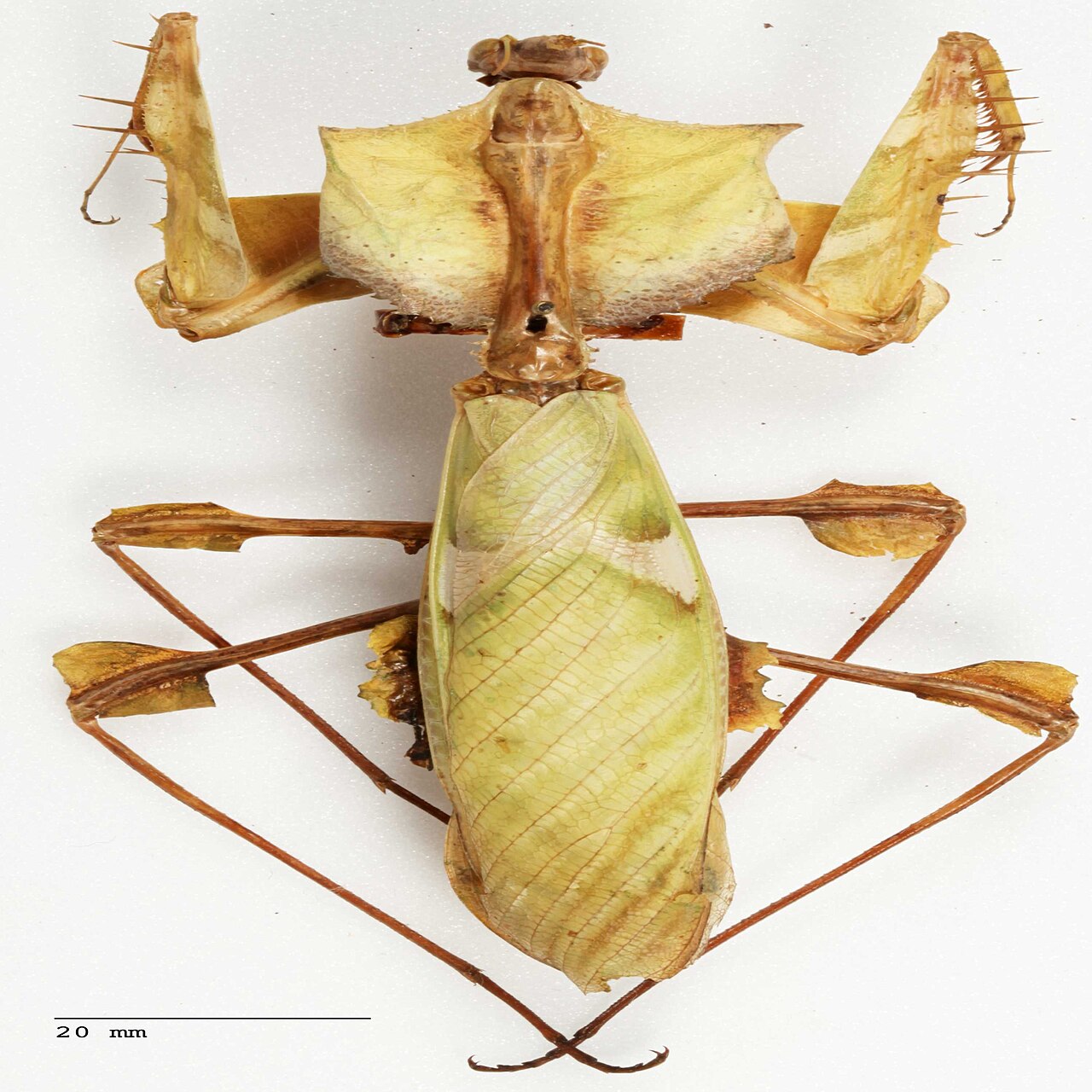 A devil's flower mantis (Idolomantis diabolica) on a branch, showing its leaf-like lobes.
