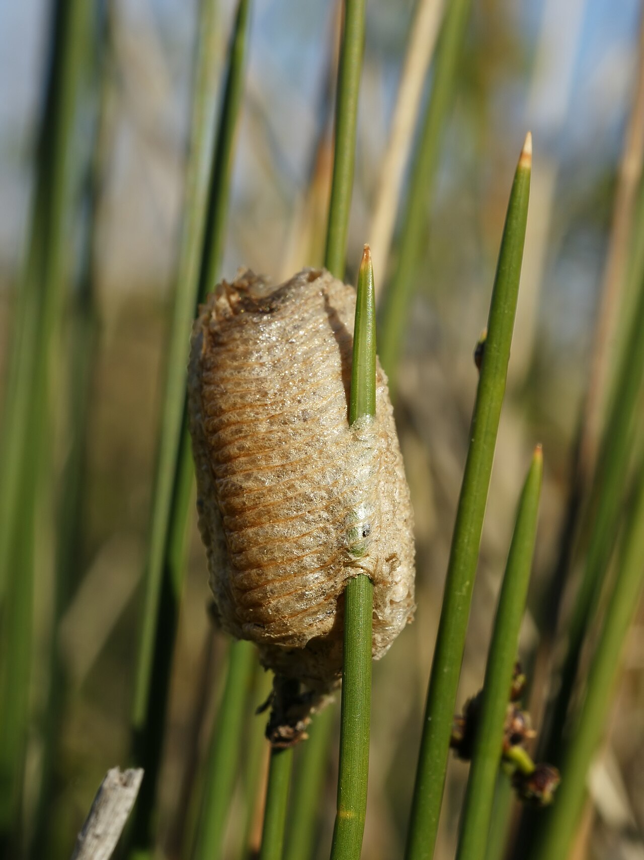 Foam egg cases (oothecae) of praying mantises — what a mantis actually builds.
