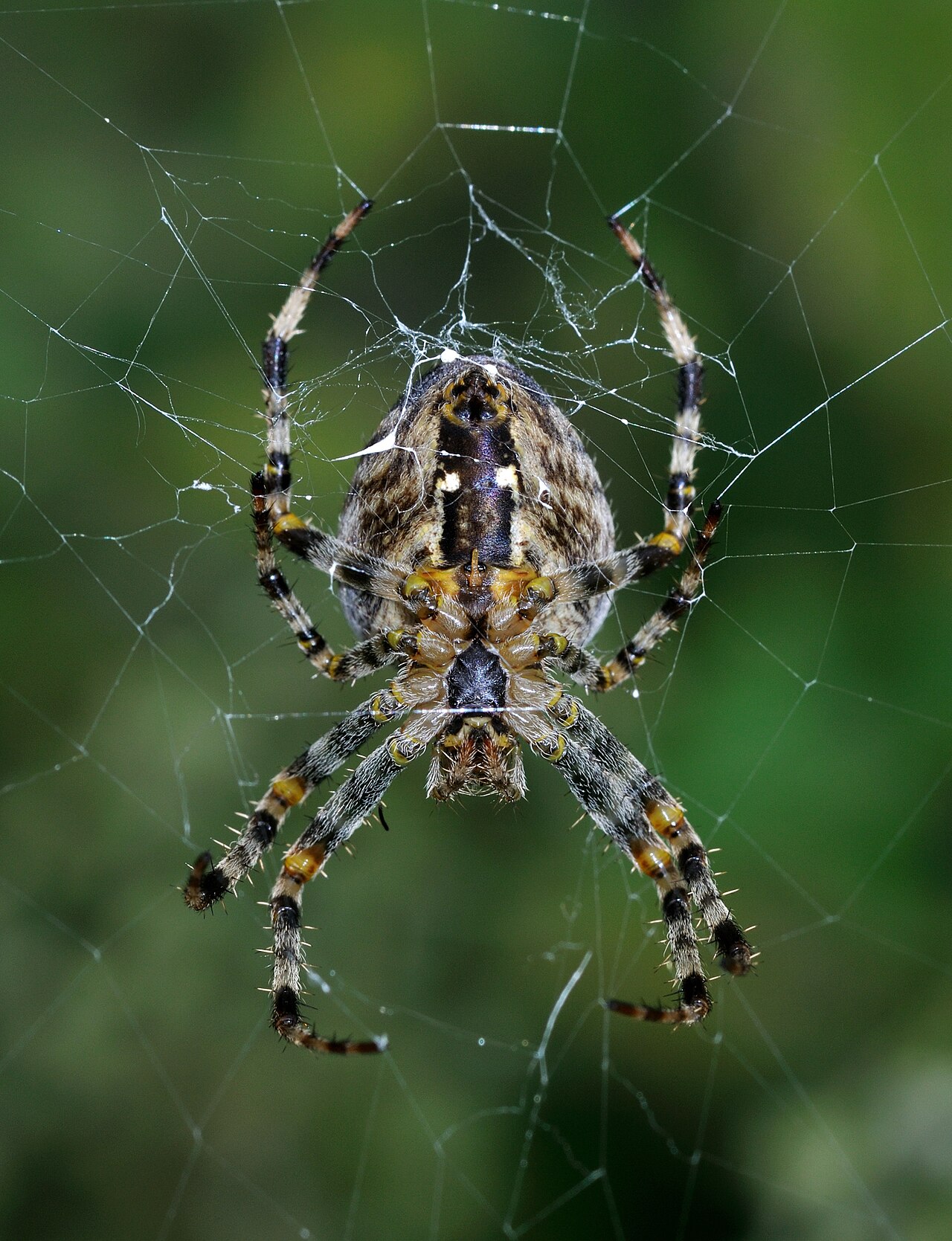A garden orb-weaver (Araneus diadematus) at the hub of its silk web — silk is a spider's trait, not a mantis's.