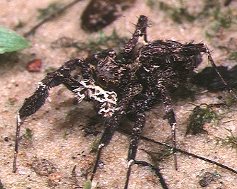 Eight-legged Portia spider (Portia fimbriata) poised on its web — a true spider for comparison of leg-like appendages.
