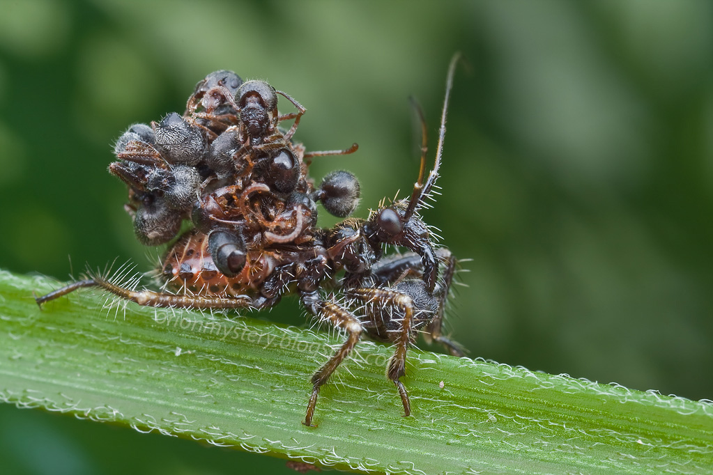 An assassin bug nymph (Acanthaspis petax) hidden under a mound of dead ants cemented onto its back.