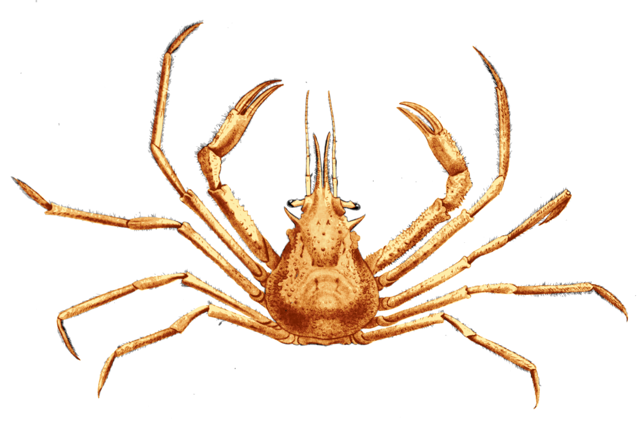 A decorator crab (Oregonia gracilis) encrusted with algae it attached to its own shell.