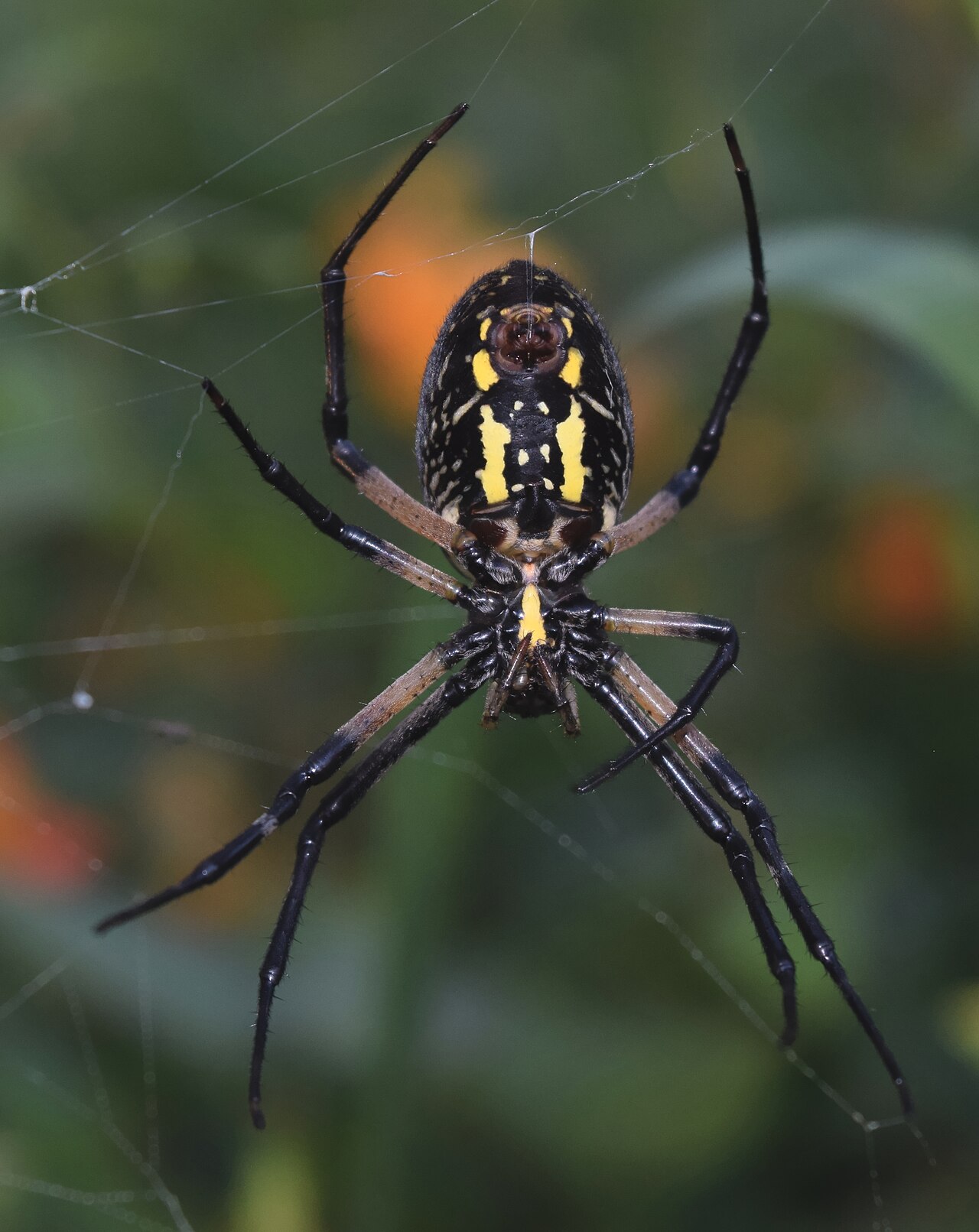 An orb-weaver (Argiope aurantia) wrapping captured prey in silk.
