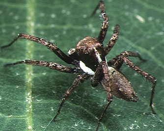 Close-up of a Portia fimbriata jumping spider, master of aggressive mimicry.
