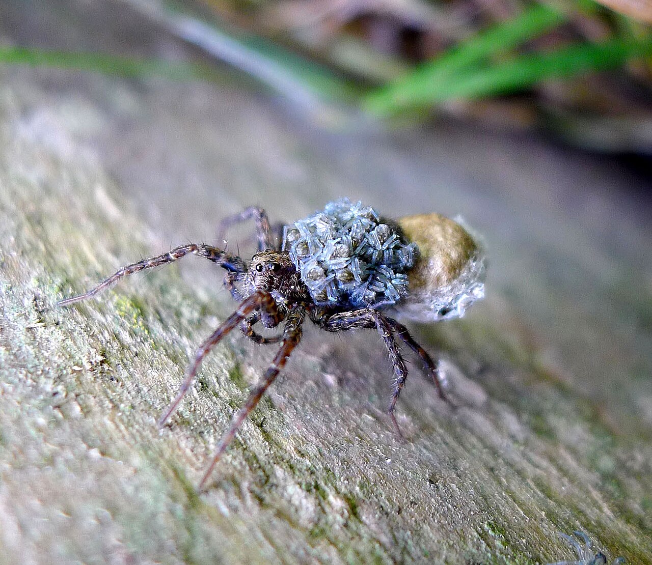 A wolf spider with spiderlings riding piggyback on her abdomen (Lycosidae). gailhampshire.