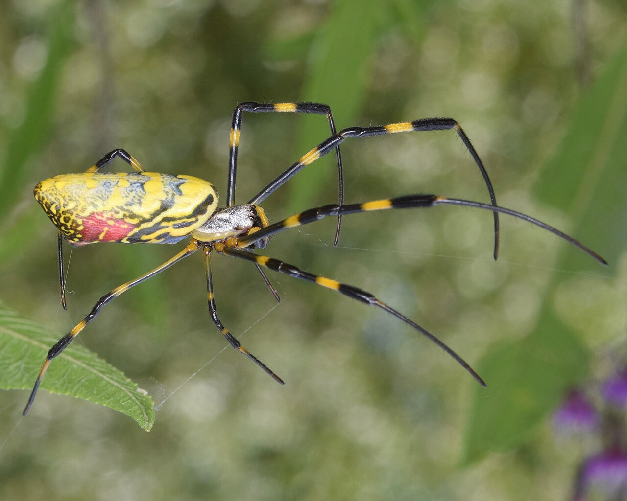 A female Joro spider on its golden orb web (Trichonephila clavata). Σ364.