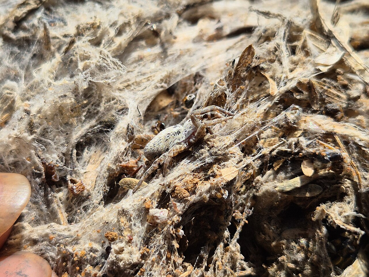 A communal silk nest of a cooperative Stegodyphus sarasinorum, a subsocial spider. Siyaulhaque.
