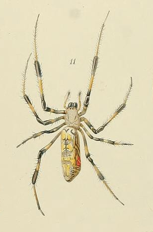 A dorsal view of a female Joro spider (Trichonephila clavata). Chen-Pan Liao.