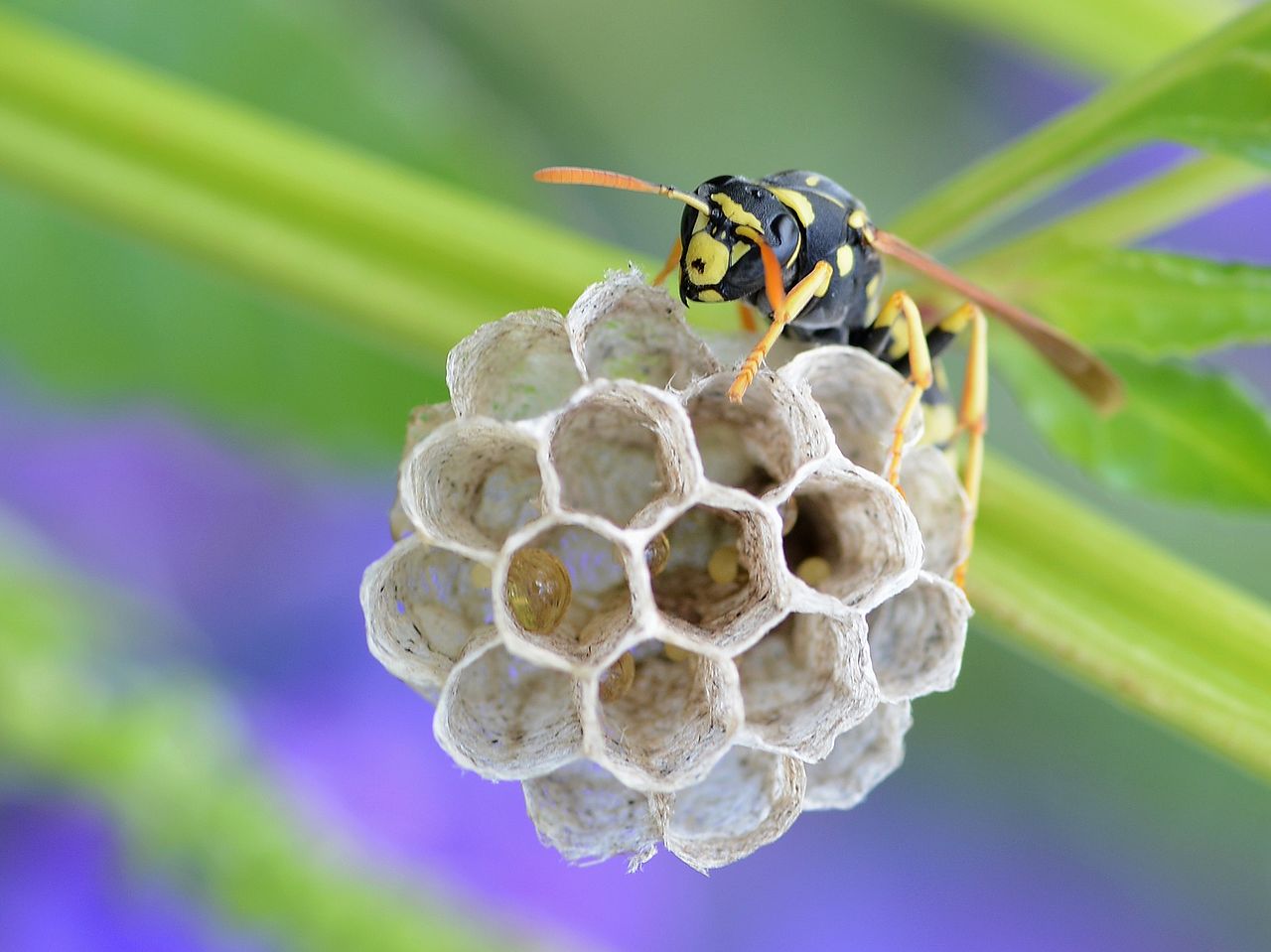 A paper-wasp colony on its open-comb nest (Polistes).