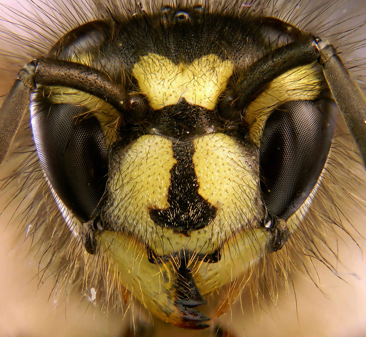 A yellow-and-black social wasp, aposematic (Vespula / Vespa).