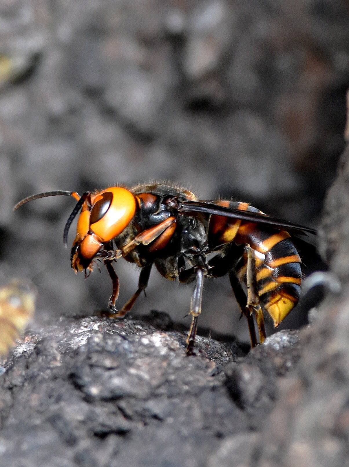 The northern giant hornet, the world's largest hornet (Vespa mandarinia).