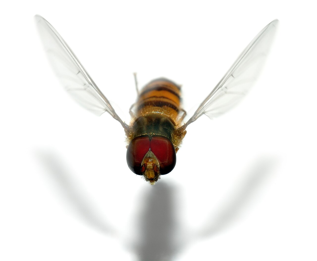 A harmless hoverfly mimicking a wasp's colours, a Batesian cheat (Episyrphus balteatus, Syrphidae).