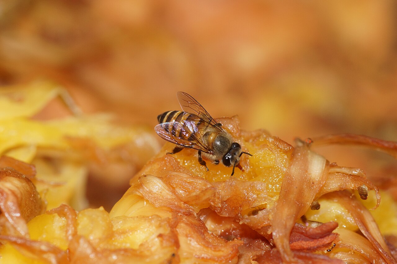 Asian honey bees forming a defensive heat ball around a hornet (Apis cerana).
