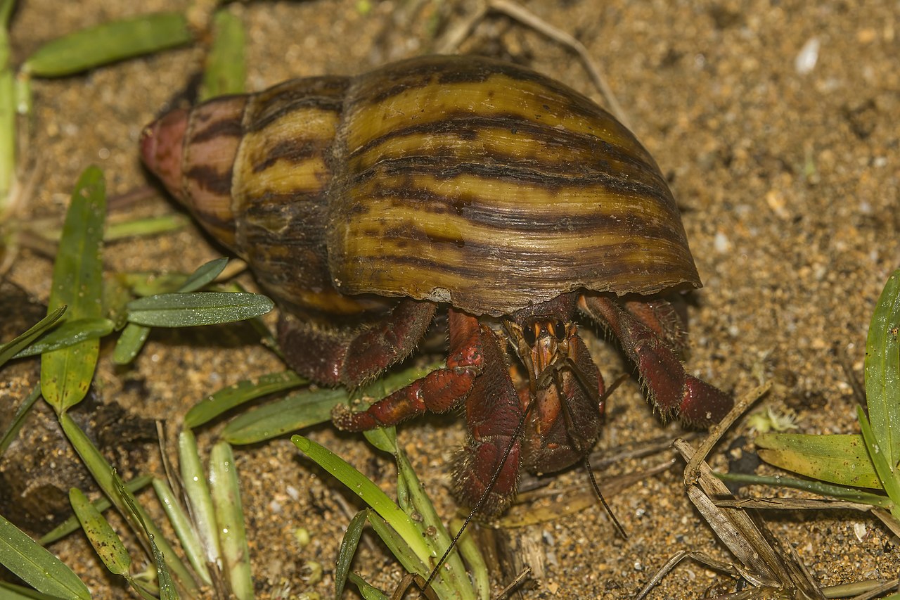A land hermit crab (Coenobita rubescens) tucked into a borrowed snail shell.