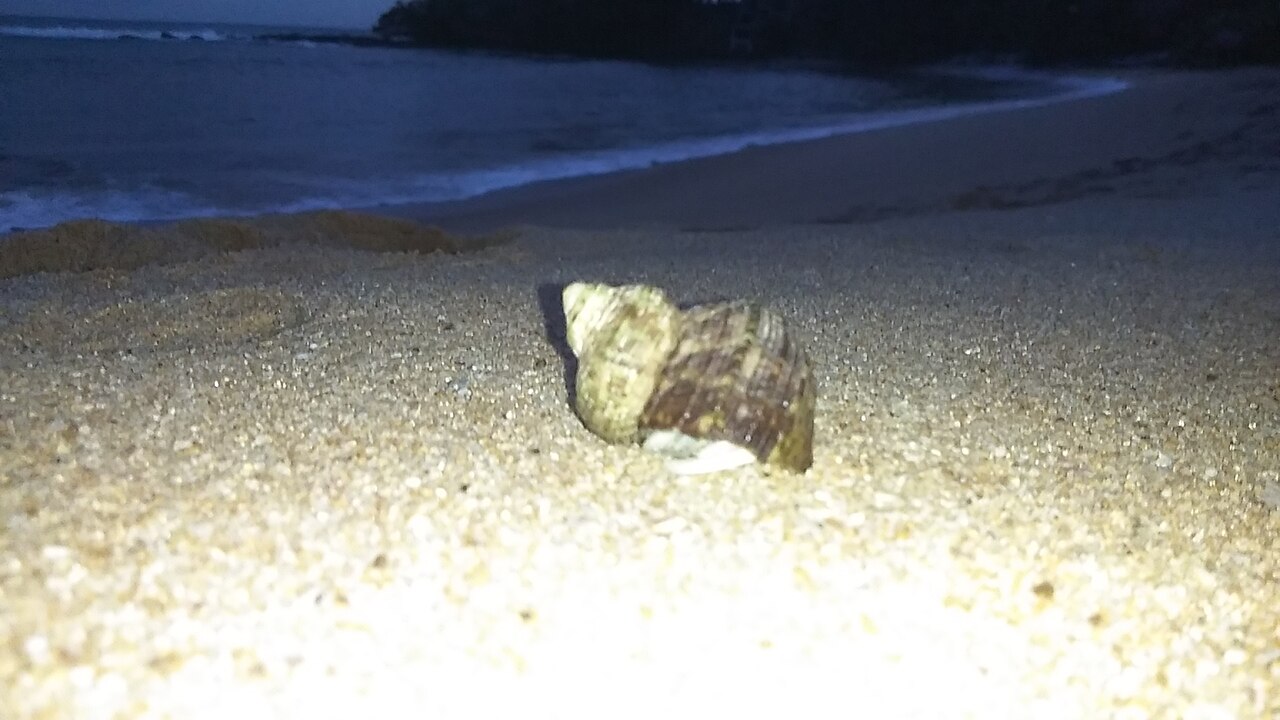 A hermit crab withdrawn into its shell, its large claw blocking the opening like a door.