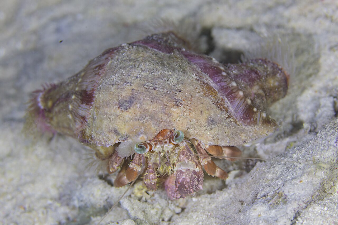An anemone hermit crab (Dardanus pedunculatus) whose borrowed shell is covered with defensive sea anemones.