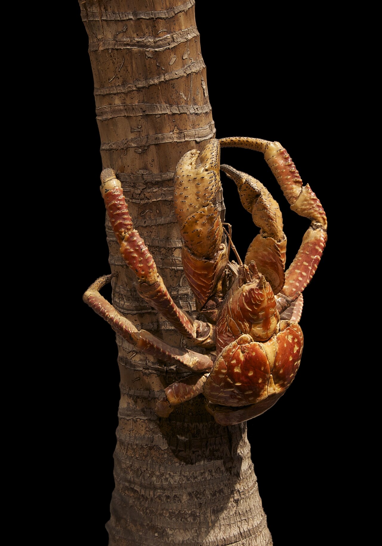A coconut crab (Birgus latro), the largest land arthropod; as an adult it no longer carries a shell.