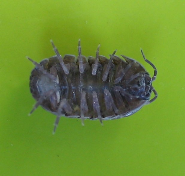 Underside of a pill bug (Armadillidium vulgare) showing soft segments and seven pairs of legs — what conglobation hides.