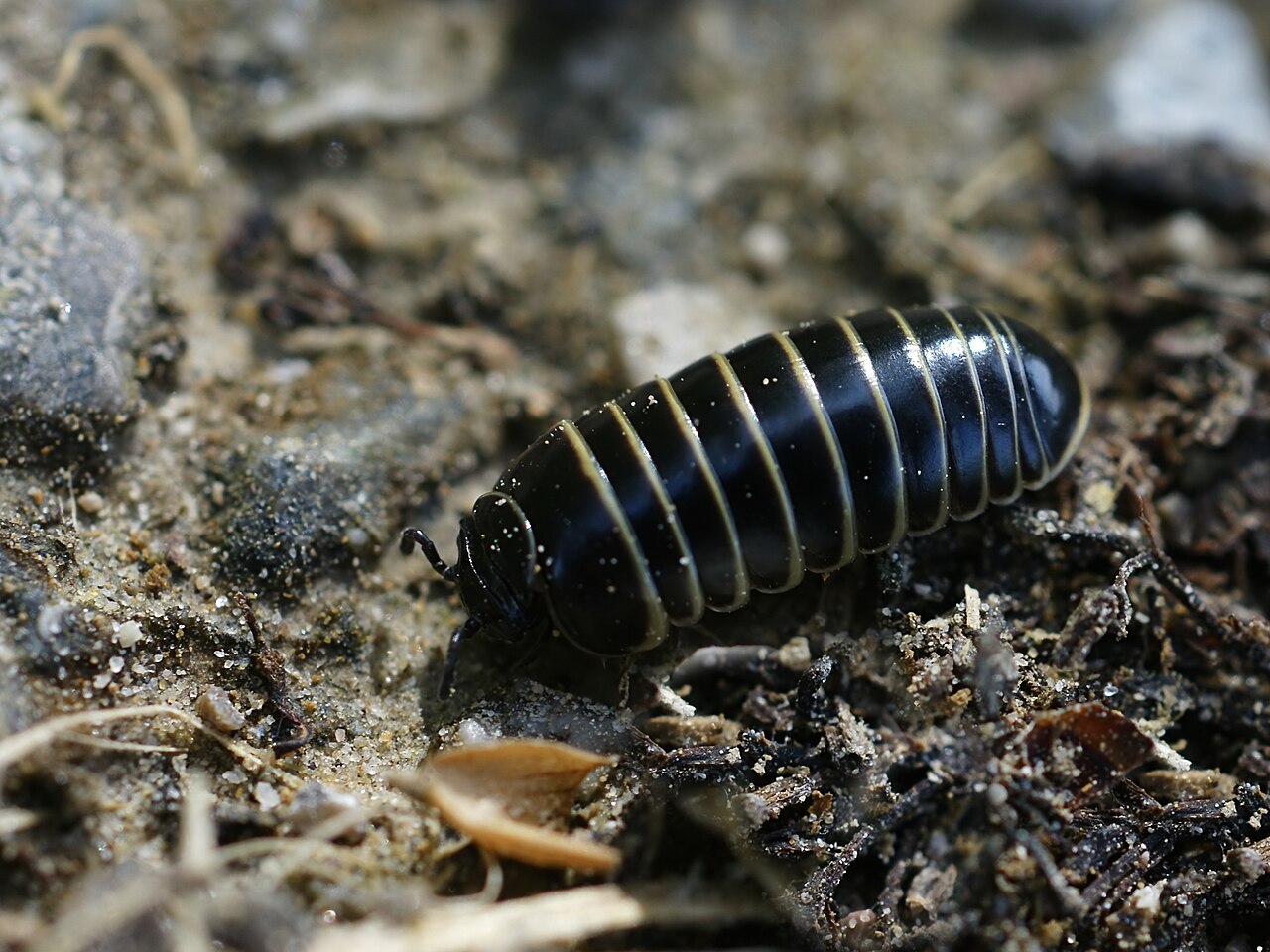 A pill millipede (Glomeris marginata) unrolling, each body ring carrying two leg pairs — a millipede that rolls up convergently.