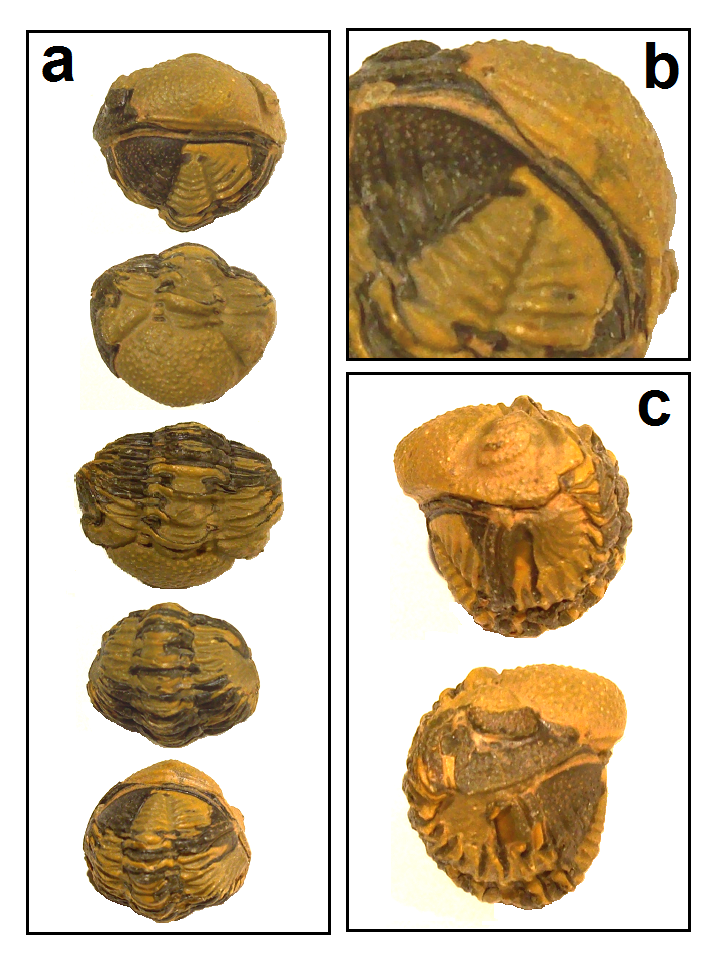A fossil Phacops trilobite enrolled into a ball ~390 Myr ago, its interlocking edges sealing the underside.