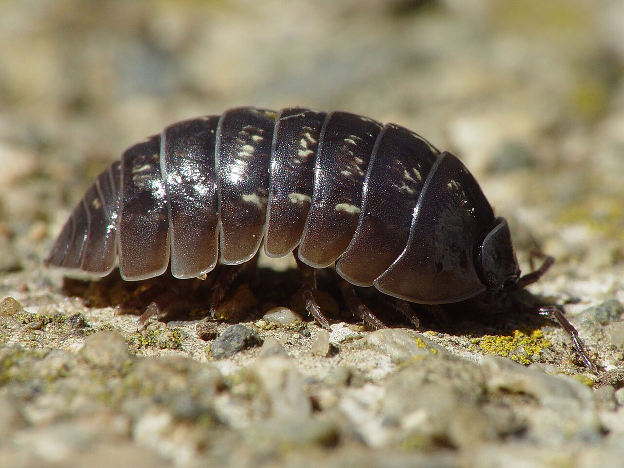A common pill bug (Armadillidium vulgare) rolled into a tight sealed ball, hard plates outside and legs enclosed.