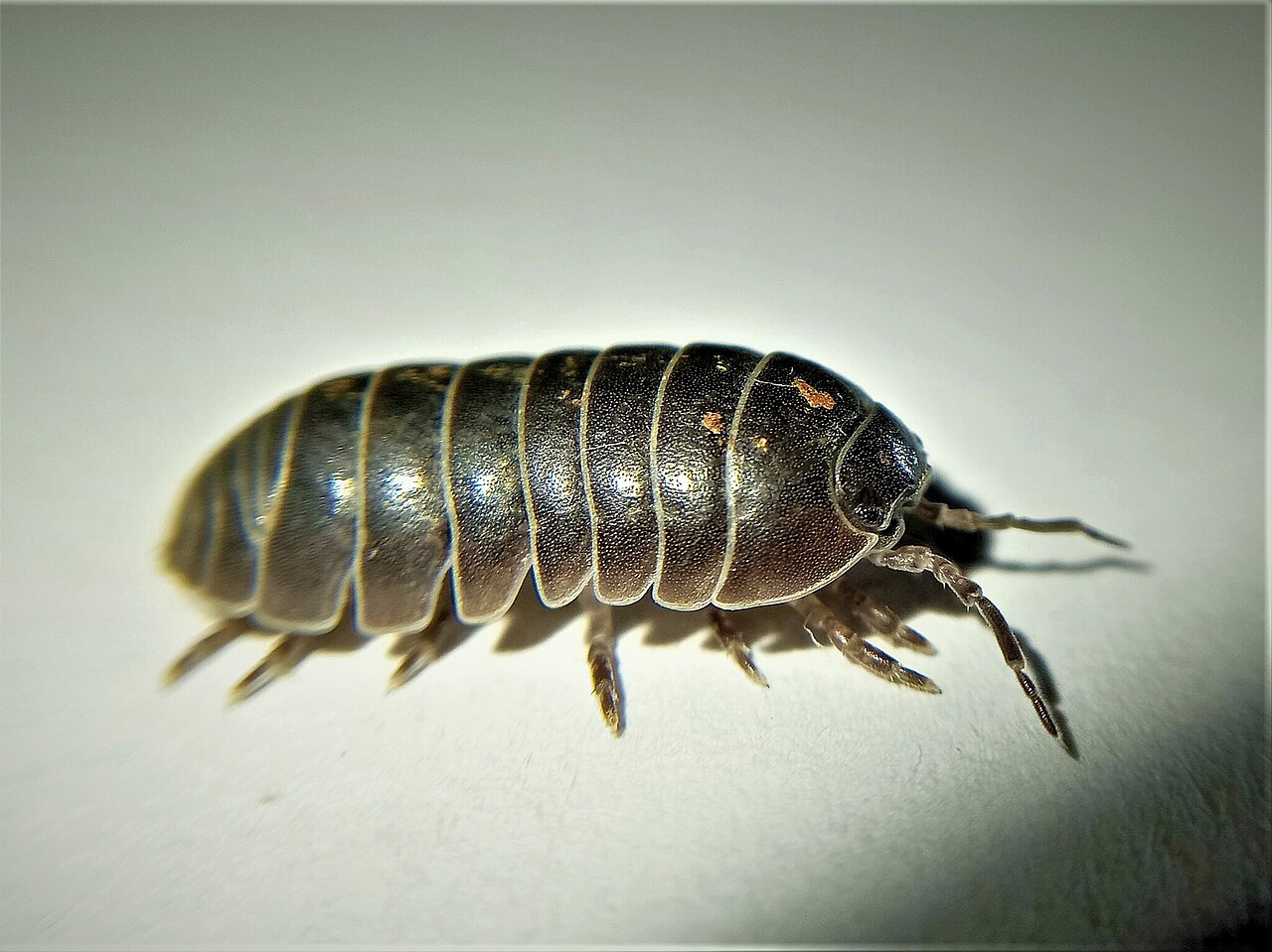 A pill bug (Armadillidium vulgare) walking fully extended, showing it is a terrestrial isopod crustacean, not a beetle.