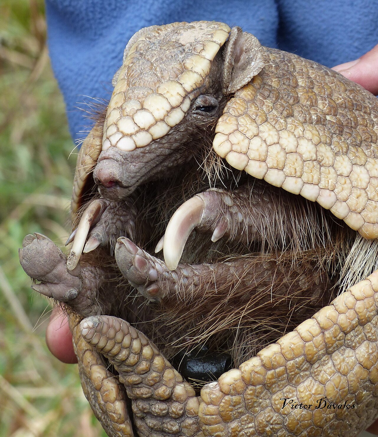 A southern three-banded armadillo (Tolypeutes matacus) rolled into a sealed ball — the only armadillo that fully closes.
