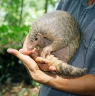 An Indian pangolin (Manis crassicaudata) rolled into a scaly ball — a mammal whose name means 
