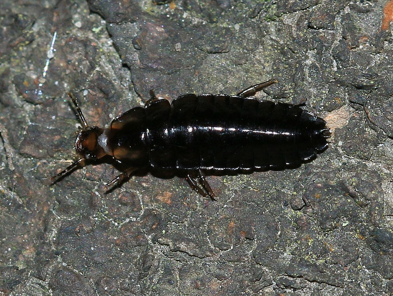 A predatory ground-beetle larva (ground-beetle larva), a beetle's larval life stage.