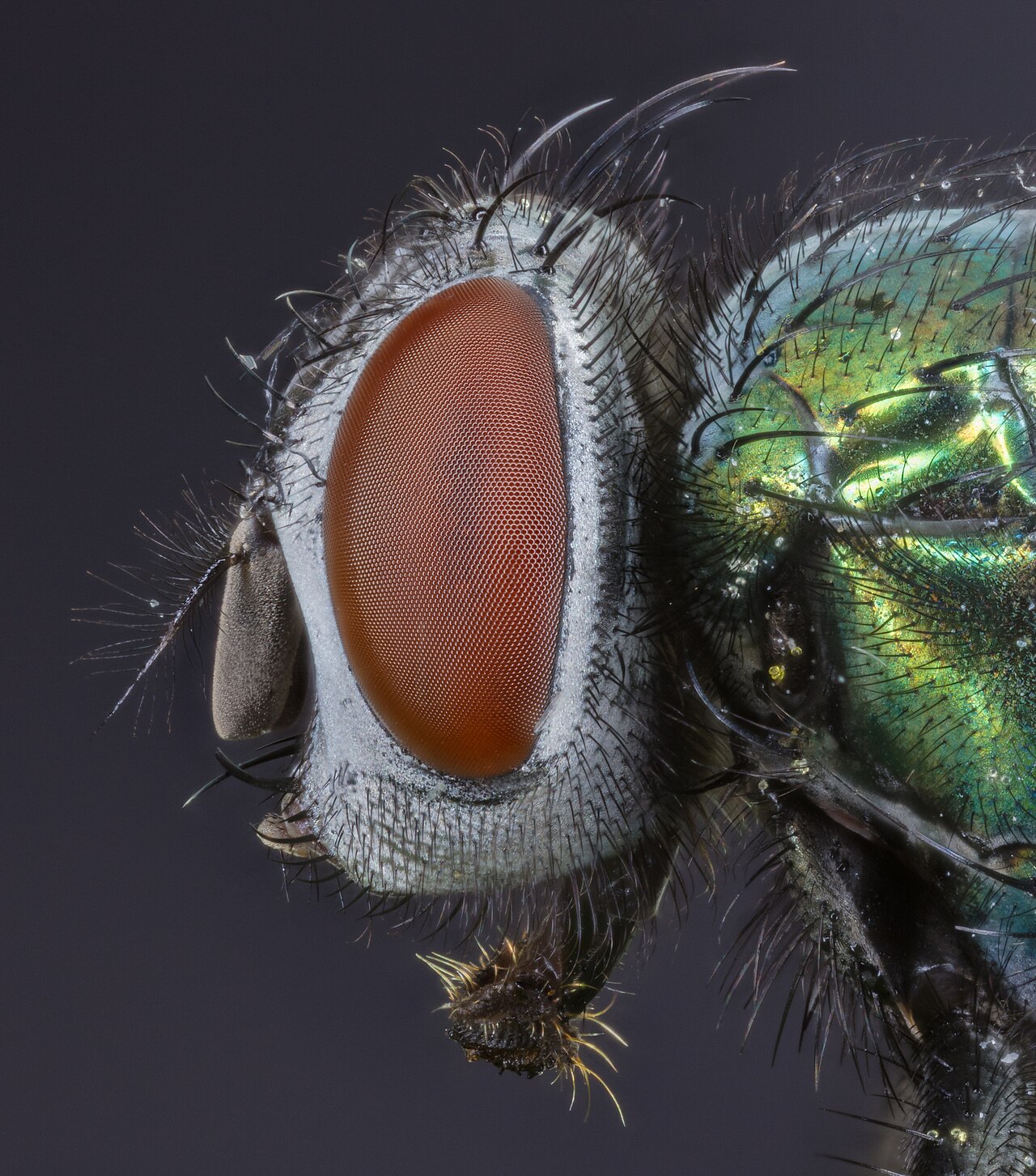 A metallic blow fly (Calliphoridae, e.g. Lucilia sericata), the pioneer colonizer of carrion.