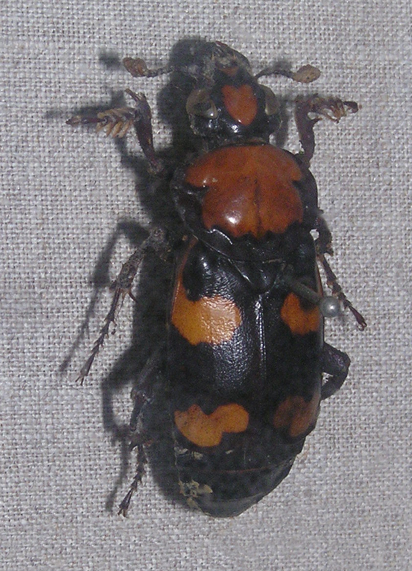 A burying beetle (Nicrophorus) that raises larvae on a buried carcass — the author's beetle bridge.