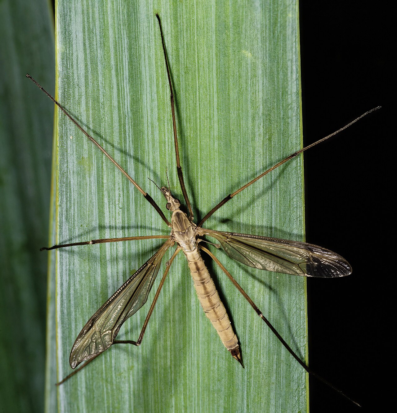 A crane fly (Tipula paludosa) showing the single pair of wings of true flies (Diptera).