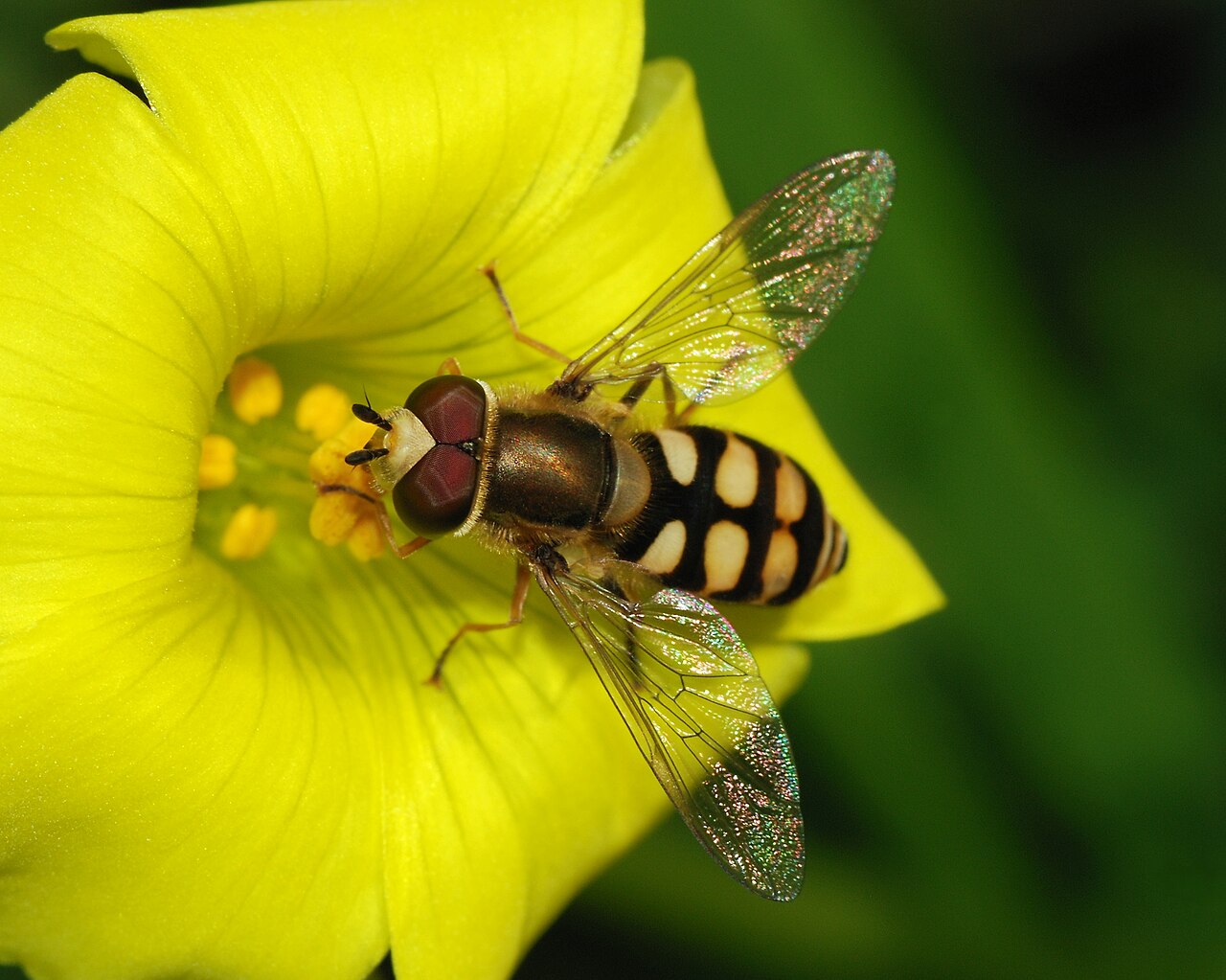 A hoverfly (Eupeodes, Syrphidae) — a harmless true fly that Batesian-mimics a stinging wasp.