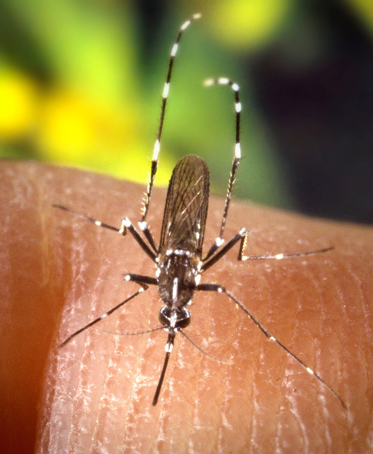 A female mosquito (Aedes albopictus) blood-feeding; only females take blood.